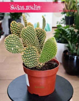 Opuncja Microdasys var. Pallida do kupienia w Krakowie w sklepie Świat Roślin, Opuntia Microdasys var. Pallida