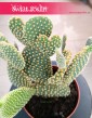 Opuncja Microdasys var. Pallida sklep internetowy online z dostawą, Opuntia Microdasys var. Pallida