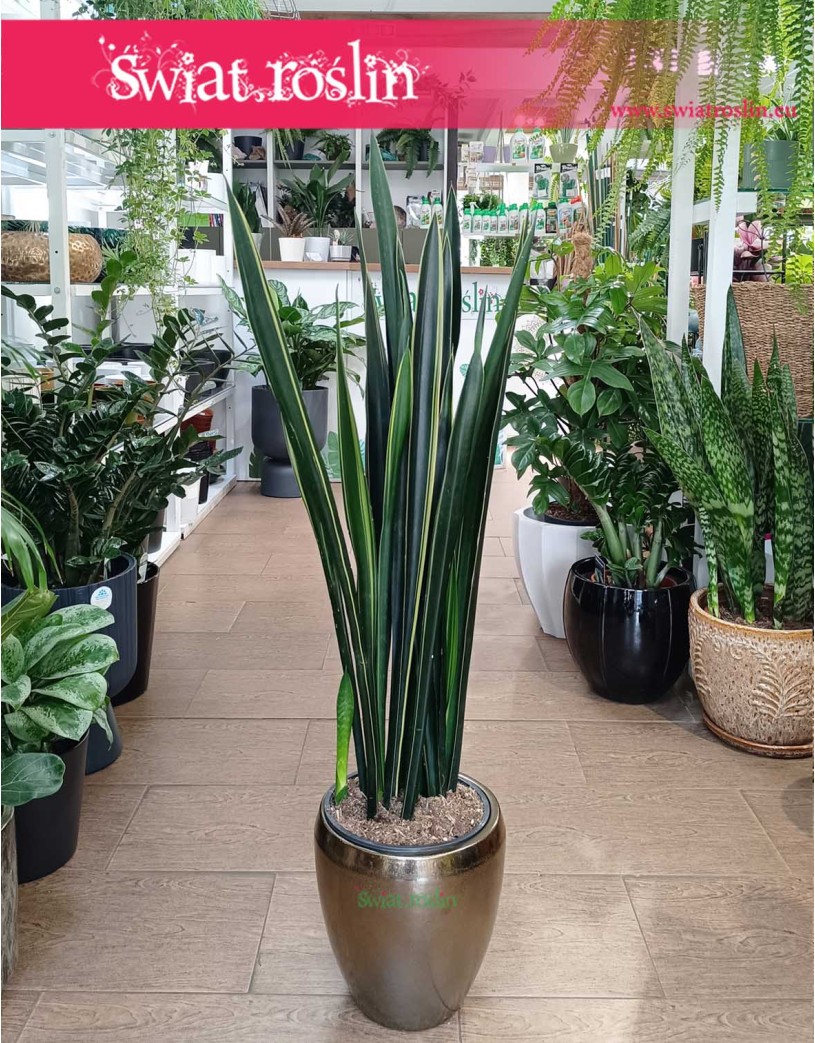 Sansevieria Black Golden, Sansewieria Black Golden, Sansewiera Black Golden, Sanseviera Black Golden