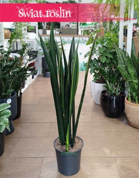 Sansevieria Black Golden do kupienia  w Krakowie w sklepie z roślinami Świat Roślin, Sansewieria Black Golden