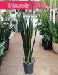 Sansevieria Black Golden do kupienia  w Krakowie w sklepie z roślinami Świat Roślin, Sansewieria Black Golden