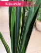 Najpiękniejsza Sansevieria Black Golden do biura firmy lub mieszkania, Sansewieria Black Golden