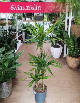 Dracaena Fragrans Riki, Dracena Wonna Riki do biura do firmy do mieszkania do kawiarni do restauracji z dostawą online