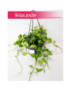 Dischidia Imbricata, Diszidia Imbrykata 4