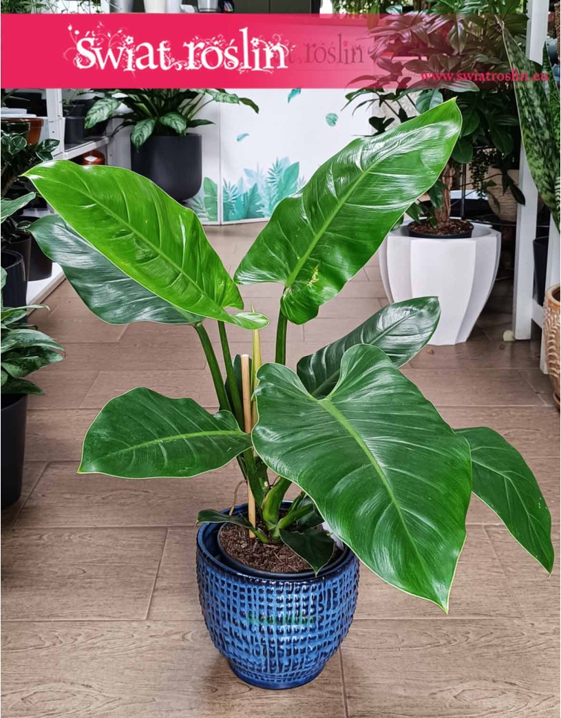 Filodendron Imperial Green, Philodendron Imperial Green