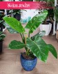Filodendron Imperial Green, Philodendron Imperial Green