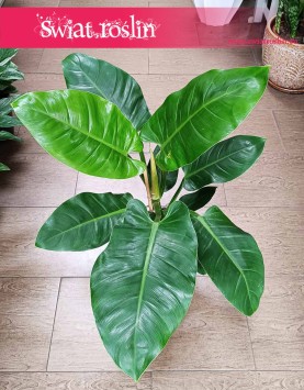 Filodendron Imperial Green do kupienia w Krakowie lub online z dostawą, Philodendron Imperial Green