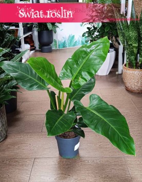 Filodendron Imperial Green w najlepszej cenie i jakości z dostawą online, Philodendron Imperial Green