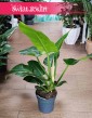 Filodendron Imperial Green, Philodendron Imperial Green modna roślina z instagrama do kupienia online z dostawą
