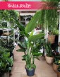 Wielka Strelicja Nicolai w najlepszej cenie i jakości, wielka Strelitzia Biała, Wielka Strelicja Biała