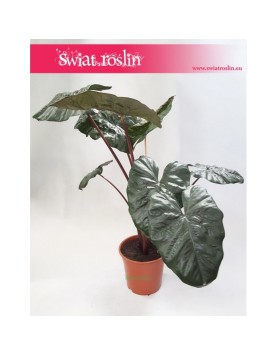 Alokazja Yucatan Princess, Alocasia Yucatan Princess 1