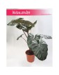 Alokazja Yucatan Princess, Alocasia Yucatan Princess 1