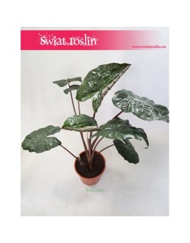 Alokazja Yucatan Princess, Alocasia Yucatan Princess 3