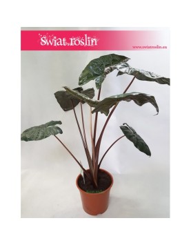 Alokazja Yucatan Princess, Alocasia Yucatan Princess 4