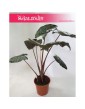Alokazja Yucatan Princess, Alocasia Yucatan Princess 4