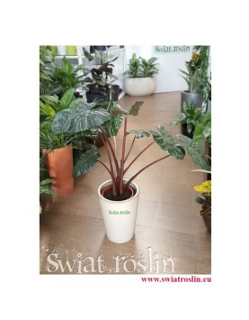 Alokazja Yucatan Princess, Alocasia Yucatan Princess, kwiaty doniczkowe, świat roślin