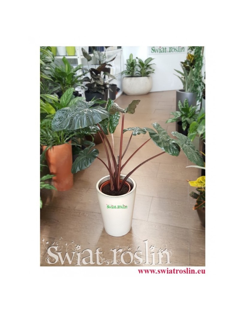 Alokazja Yucatan Princess, Alocasia Yucatan Princess, kwiaty doniczkowe, świat roślin