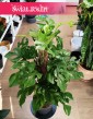 Monstera Minima na paliku, Rhaphidophora Tetrasperma na paliku, Monstera Piccolo na paliku, rośliny sklep internetowy online