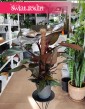 Philodendron New Red, Filodendron New Red sklep internetowy online wysyłka roślin do domu do biura