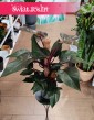 Filodendron New Red do Kupienia w Krakowie lub w Sklepie online Świat Roślin, Philodendron New Red