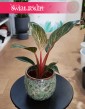 Filodendron Pink Bikini do kupienia w sklepie internetowym onlione z dostawą, Philodendron Pink Bikini