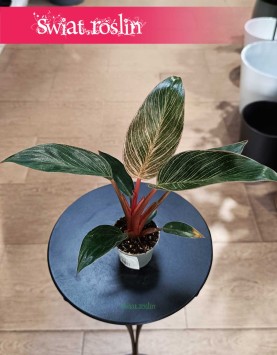 Filodendron Pink Bikini, Philodendron Pink Bikini w najlepszejc enie i jakości z dopstawą w całym kraju