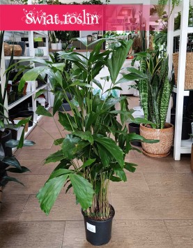 Caryota Mitis, Palma Orzechowa kup w sklepie internetowym online, Palma Rybi ogon