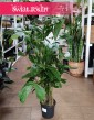 Caryota Mitis, Palma Orzechowa kup w sklepie internetowym online, Palma Rybi ogon