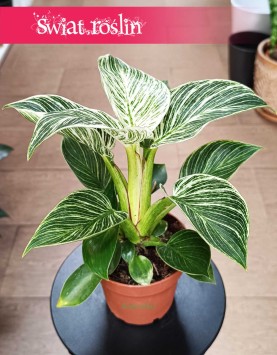 Filodendron Birkin, Philodendron White Measure kup online internetowo z wysyłką online w całym Kraju