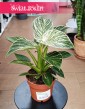 Filodendron Birkin, Philodendron White Measure, Philodendron Birkin w najlepszej cenie i jakości z dostawą w całej Polsce
