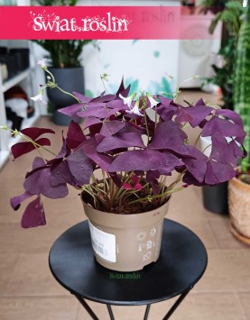 Oxalis Triangularis Mijke kup online z dostawą w całej Polsce, Szczawik trójkątny Mijke, Szczawik Mijke