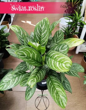 Duża Aglaonema Stripes, Wielka aglonema skleponlinr z roślinami w naajlepszej cenie i jakości