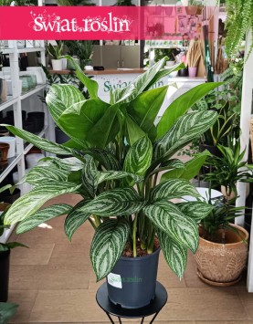 Duża Aglaonema Stripes, Wielka aglonema sklep, aglonema sklep Kraków wysyłka roślin online ze sklepu Świat Roślin