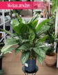 Duża Aglaonema Stripes, Wielka aglonema sklep, aglonema sklep Kraków wysyłka roślin online ze sklepu Świat Roślin