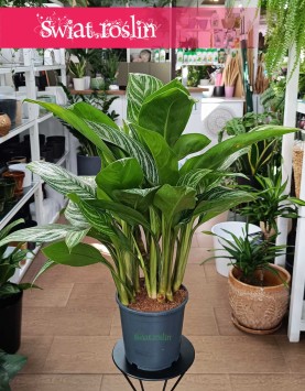 Duża Aglaonema Stripes do kupienia w Krakowie z wysyłką na całą Polskę, Wielka Aglonema Stripes