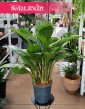 Duża Aglaonema Stripes do kupienia w Krakowie z wysyłką na całą Polskę, Wielka Aglonema Stripes