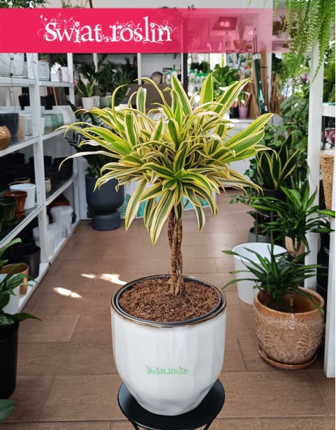 Dracena Reflexa Song of India, Dracaena Reflexa Song of India, Pleomele Reflexa, Dracena Odwrócona