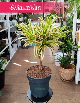 Dracena Reflexa Song of India, Dracaena Reflexa Song of India kup w sklepie online z dostawą pod drzwi