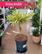 Dracena Reflexa Song of India, Dracaena Reflexa Song of India do kupienia w Krakowie lub online w całej Polsce