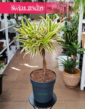 Dracena Reflexa Song of India w najlepszej cenie i jakości do kupienia online z dostawą, Dracaena Reflexa Song of India