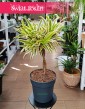 Dracena Reflexa Song of India w najlepszej cenie i jakości do kupienia online z dostawą, Dracaena Reflexa Song of India