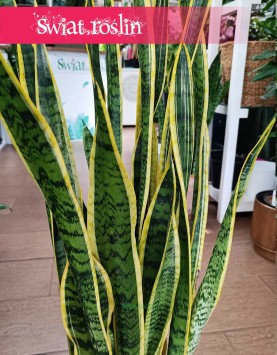 Wysoka Sansevieria Laurentii sklep internetowy online z dostawą w całej Polsce, Wysoka Sansewieria Laurentii