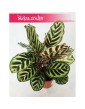 Kalatea Makoyana, Calathea Makoyana 2