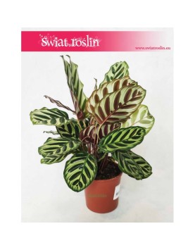 Kalatea Makoyana, Calathea Makoyana, rośliny sklep internetowy online
