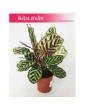 Kalatea Makoyana, Calathea Makoyana, rośliny sklep internetowy online