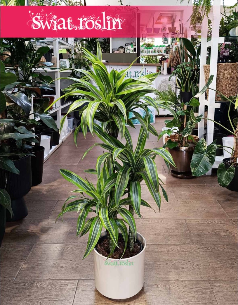 Dracena Lemon Lime 3 pnie, Dracaena Lemon Lime 3 pnie