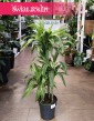 Dracena Lemon Lime 3 pnie  do kupienia w sklepie w Krakowie lub z wysyłką, Dracaena Lemon Lime 3 pnie