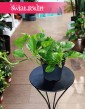 Epipremnum Global Green, Scindapsus Global Green sklep internetowy online wysyłka