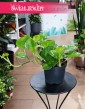 Epipremnum Global Green w najlepszej cenie i jakości z dostawą online w całej Polsce, Scindapsus Global Green