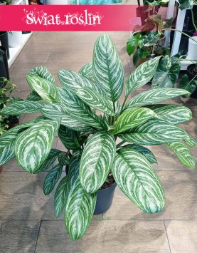 Duża Aglaonema Stripes, Wielka aglonema skleponlinr z roślinami w naajlepszej cenie i jakości